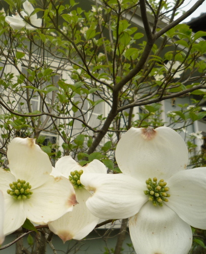 あなたの好きな花