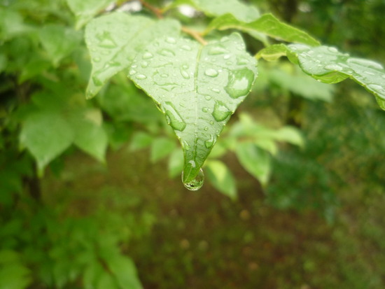 雨のあと