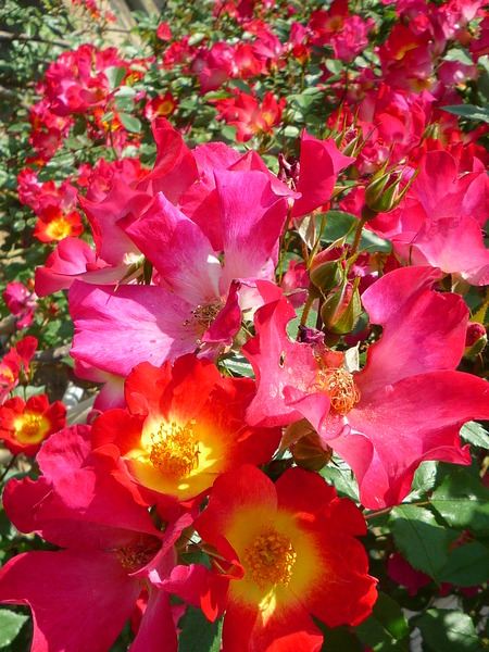薔薇日 Ⅱ