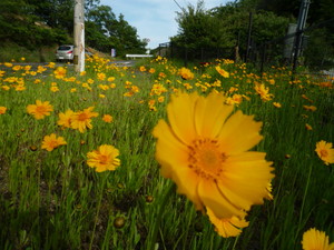 黄色い花は、危険な花?