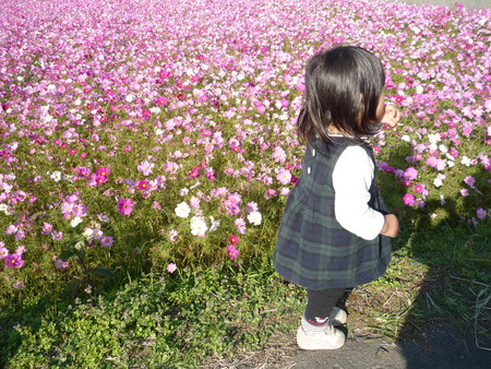 コスモスと子どもたち