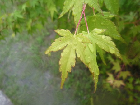 Rain Day’s
