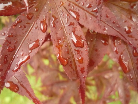 雨のあと