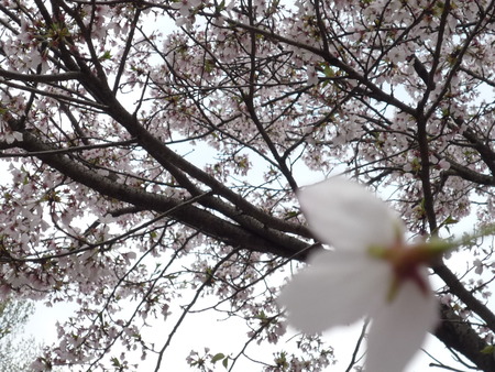 願わくは 花の下にて・・・。