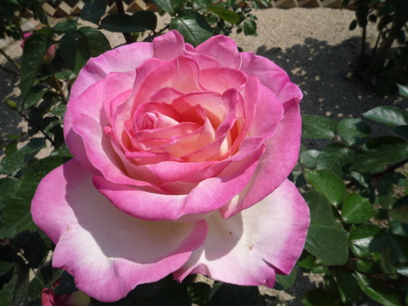 プリンセスたちの薔薇