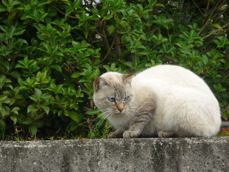いつもの野良ちゃん