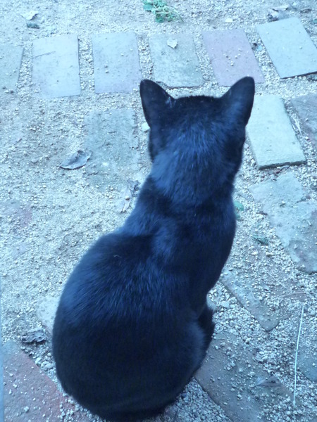 猫さまの春