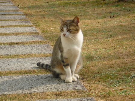 いつもの野良ちゃん