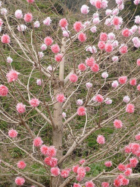 びっくり!満開の花