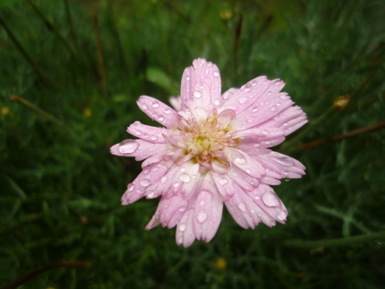 雨のあと