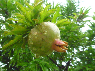 雨が降ったり、止んだり