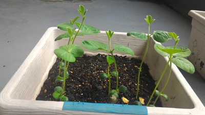 枝豆すくすく 枝豆すくすく