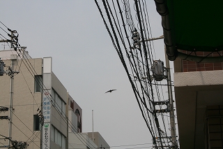 ツバメのお父さん?も登場!!