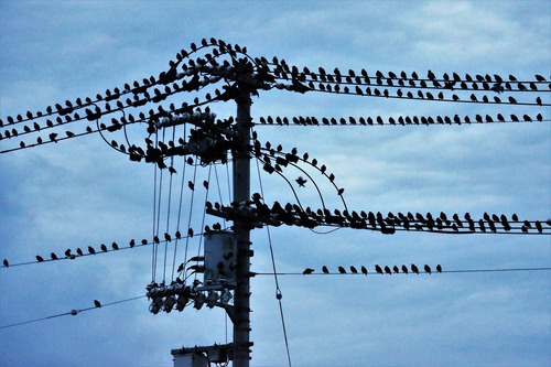 夕方に電柱に鳥が寄ってきて 夕方に電柱に鳥が寄ってきて