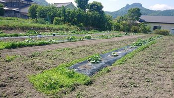 美術館農園 美術館農園