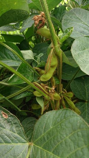 枝豆の実 枝豆の実
