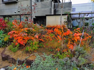 漆の木の紅葉! 漆の木の紅葉!