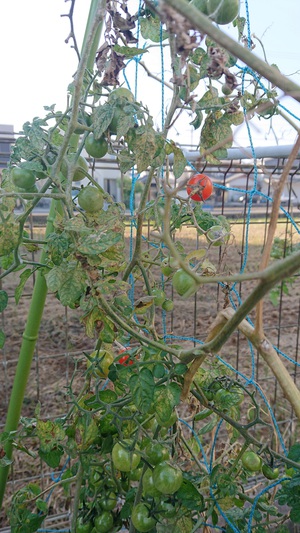 夏炉の越冬トマト1
