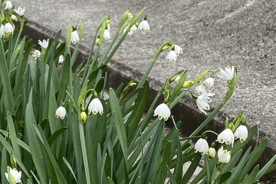産直花壇にも春が来てます 産直花壇にも春が来てます