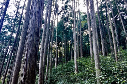 小正月 小正月