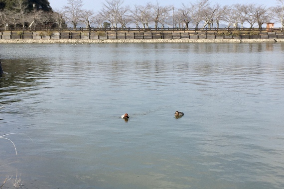 多和から行って来ました〜亀鶴公園〜 多和から行って来ました〜亀鶴公園〜
