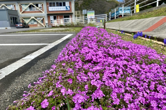 産直花壇にも春が来てます 産直花壇にも春が来てます