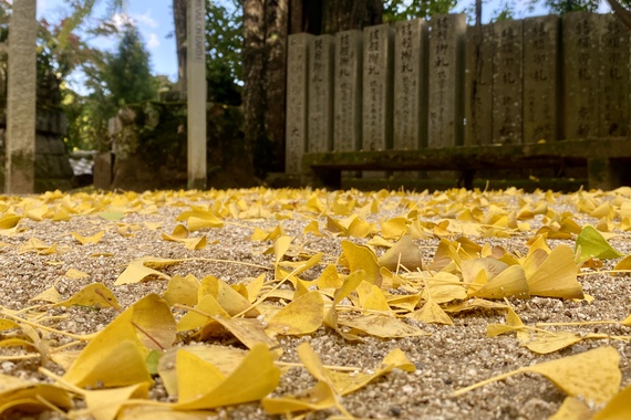 多和紅葉情報 〜大窪寺の大銀杏まだまだいけるよ〜 多和紅葉情報 〜大窪寺の大銀杏まだまだいけるよ〜