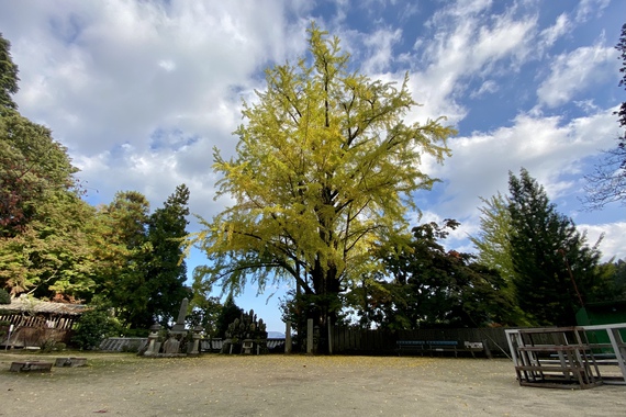 多和紅葉情報 〜大窪寺の大銀杏まだまだいけるよ〜 多和紅葉情報 〜大窪寺の大銀杏まだまだいけるよ〜