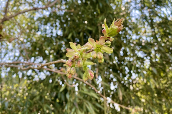 次の桜の蕾が待機しています 次の桜の蕾が待機しています