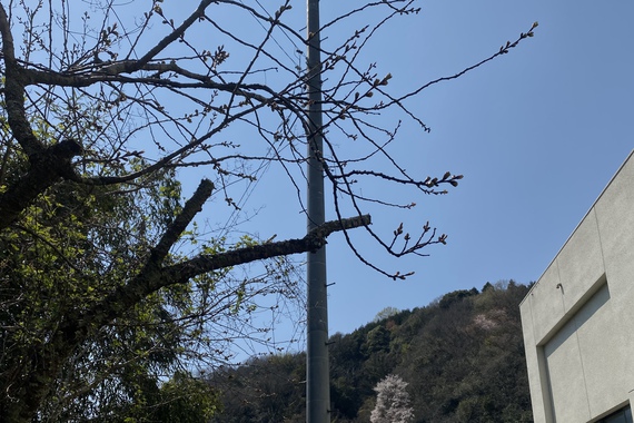 次の桜の蕾が待機しています 次の桜の蕾が待機しています