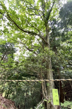 森林浴で心身のリフレッシュ 〜八十ハ庵の石楠花〜 森林浴で心身のリフレッシュ 〜八十ハ庵の石楠花〜