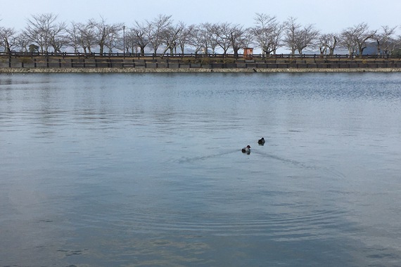 多和から行って来ました〜亀鶴公園〜 多和から行って来ました〜亀鶴公園〜