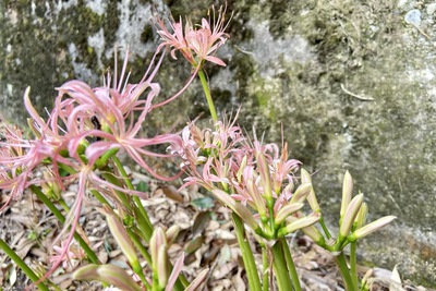 ピンクの曼珠沙華って珍しいの? ピンクの曼珠沙華って珍しいの?