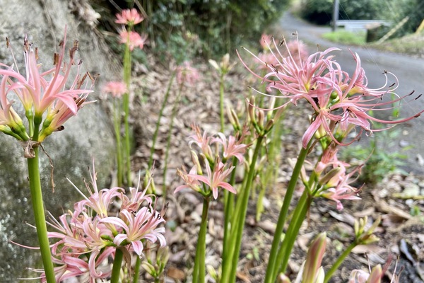 ピンクの曼珠沙華って珍しいの? ピンクの曼珠沙華って珍しいの?