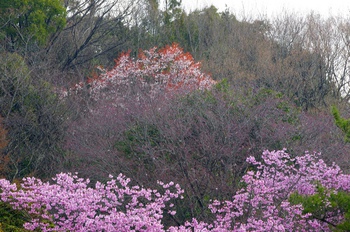 満濃池の桜の開花進む