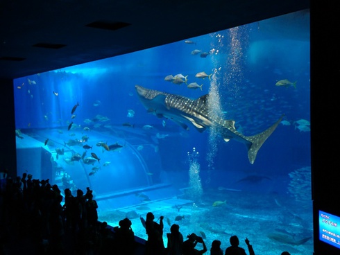 沖縄/美ら海水族館~森のガラス館 沖縄/美ら海水族館~森のガラス館