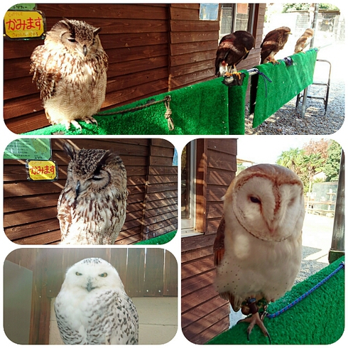 白鳥動物園 ~ 香川のてぶくろ資料館 白鳥動物園 ~ 香川のてぶくろ資料館