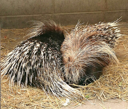 白鳥動物園 ~ 香川のてぶくろ資料館 白鳥動物園 ~ 香川のてぶくろ資料館
