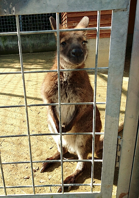 白鳥動物園 ~ 香川のてぶくろ資料館 白鳥動物園 ~ 香川のてぶくろ資料館