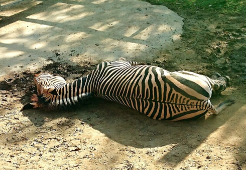 白鳥動物園 ~ 香川のてぶくろ資料館 白鳥動物園 ~ 香川のてぶくろ資料館