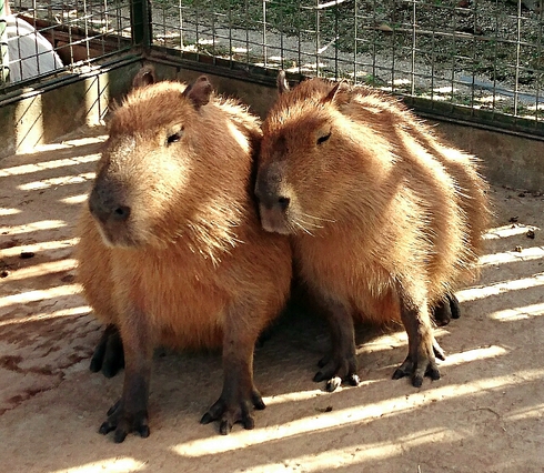 白鳥動物園 ~ 香川のてぶくろ資料館 白鳥動物園 ~ 香川のてぶくろ資料館