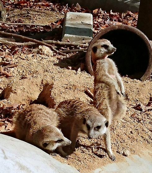 白鳥動物園 ~ 香川のてぶくろ資料館 白鳥動物園 ~ 香川のてぶくろ資料館