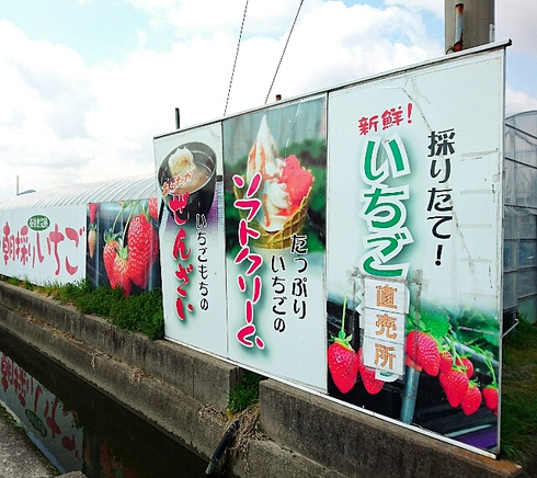 いちご屋スカイファーム いちご屋スカイファーム