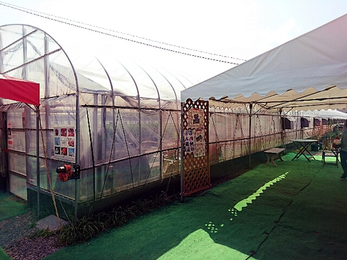 いちご屋スカイファーム いちご屋スカイファーム