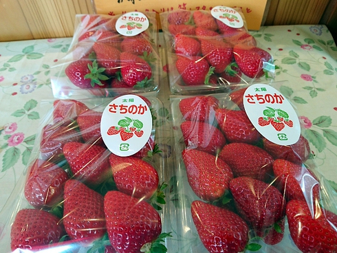 いちご畑 いちご畑