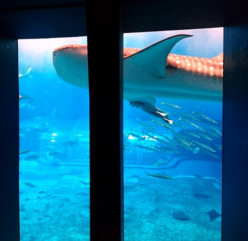 沖縄/美ら海水族館~森のガラス館 沖縄/美ら海水族館~森のガラス館