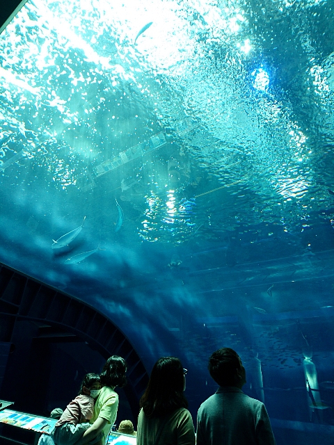 沖縄/美ら海水族館~森のガラス館 沖縄/美ら海水族館~森のガラス館