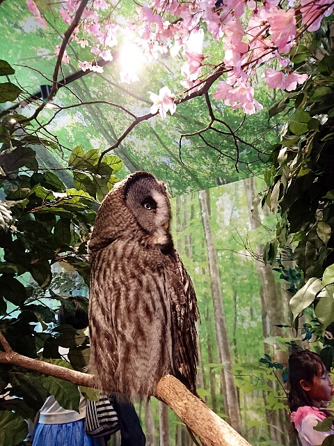 倉敷 ・ ヒョウ猫の森~フクロウの森 倉敷 ・ ヒョウ猫の森~フクロウの森