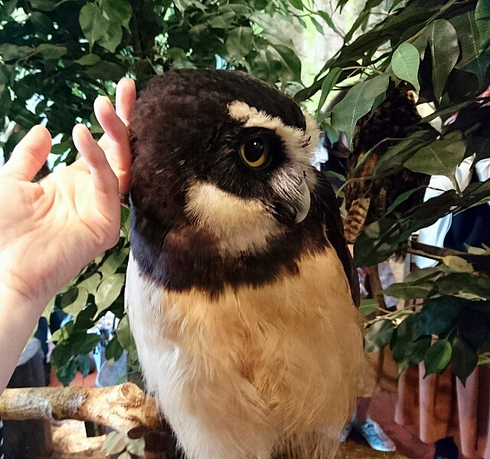 倉敷 ・ ヒョウ猫の森~フクロウの森 倉敷 ・ ヒョウ猫の森~フクロウの森