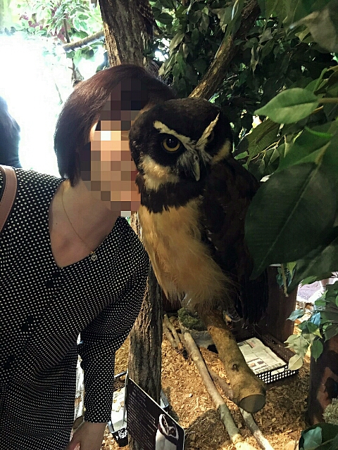 倉敷 ・ ヒョウ猫の森~フクロウの森 倉敷 ・ ヒョウ猫の森~フクロウの森